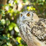 ミミズク飼いたいんやが