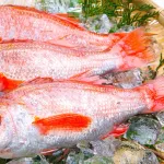 【朗報】我が国、ノドグロの完全養殖に成功ｗｗｗｗｗｗｗｗｗｗｗｗｗｗｗｗ