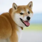 柴犬さん、うっかり日本で覇権を取ってしまう・・・