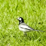 【悲報】すずめ激減、ハクセキレイ激増ｗｗｗｗｗｗｗｗｗｗｗｗｗｗｗｗ