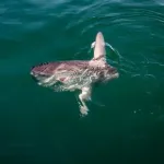 【悲報】マンボウ、1匹98円で売られてﾀﾋ亡・・・・・・・・・・・・・・