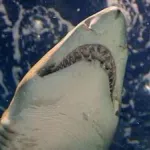 【名作】面接官「斬新なサメ映画のアイディアを出してください」 ぼく「サメが空を飛ぶのはどうでしょう？」