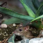 【疑問】ネコって本当にネズミ捕まえてくるんか？ｗｗｗｗｗｗｗｗｗｗｗｗｗｗｗｗ
