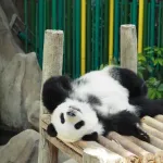 いなくなったパンダ枠の後釜に入りそうな動物