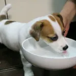 【画像】犬さんお水を飲んでご満悦