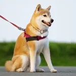 柴犬 ←アホです、ボケます、吠えます、頑固で懐きません、食パンです