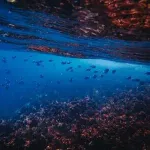 南鳥島レアアース、中国産の20倍コストがかかるかもｗｗｗｗｗｗｗ