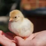 【画像】動物の数え方、食べられない部位で決められていたｗｗｗｗｗｗｗｗｗｗｗｗ