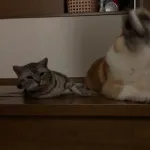 日曜日やし猫の画像を貼る