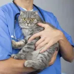 【疑問】猫好きに限って猫去勢してるのなんで？