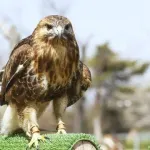 【速報】鳥さん、ケータイで写真を撮る