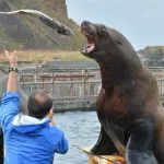 【悲報】水族館のトドさん、クソブラック環境で労働を強いられていた