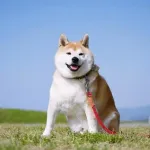 【悲報】一人暮らしで犬を飼ってないバカって人生の99%を損してるよなｗｗｗｗｗｗｗｗｗｗｗｗｗｗｗｗ