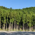 【悲報】林野庁「先人たちの努力の結果、日本の山は人工林になりその4割がスギ山になりました」