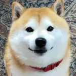 【悲報】動物系YouTuber柴犬らんまる、収益化停止される・・・・・