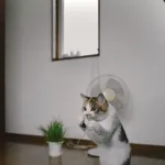 【画像】スーパーサイヤ猫　見つかる
