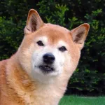 【悲報】ぼく「犬飼いたいなあ・・・」敵「柴犬はやめとけ」