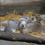 日本の動物園「タヌキあげるわ」外国の動物園「おおきに、珍獣あげわ」