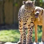 【画像】イッヌとチーター、友情を育んでしまうｗｗ