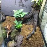 【画像】カエルさんの水槽作るンゴ