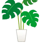 俺の観葉植物たちにハダニが湧いてる