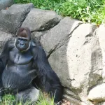 【疑問】ゴリラ「筋トレしません、草しか食べません、食事制限しません」←こいつらがムキムキな理由ｗｗｗｗ
