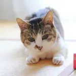 【悲報】ネコ、恐すぎる