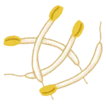 もやしオンリーの一番うまい食い方