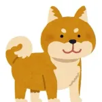 柴犬、お利口さん