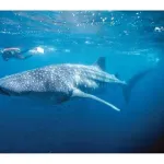 動物博士ワイが選ぶ海洋最強生物TOP10
