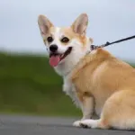 【急募】三大ぶっちゃけ1ミリも可愛くないよと言いづらいもの「他人の犬」「他人の子供」←あと一つは?wwww