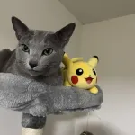 【画像】うちの猫自慢見てってよ！！！！！！！