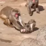 【動画】弱者小猿、アルファオスにイジメられるｗｗｗｗｗｗｗｗｗｗ