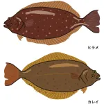 カレイとヒラメってどっちがおいしいの