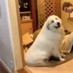 【画像】イッヌこたつでホカホカで草