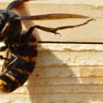 【急募】この世の生物をすべて同じサイズにしたら最強は何か？ｗｗｗｗｗｗｗｗｗｗｗｗｗｗｗｗ