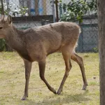 大阪市内にシカ1頭現れる　公園で草食べる　市「見守るしか」
