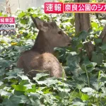 大阪に現れた鹿を奈良に返そうとするも奈良県知事が拒否。「奈良から出た鹿はもう奈良の鹿ではない」