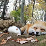 【画像】キツネとかいうくっそ可愛いのに触れない生き物ｗｗｗｗｗｗｗｗｗｗ