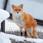 【爆笑】キツネにおる寄生虫の名前何やったっけ？「イノキックス？」ｗｗｗｗｗｗｗｗｗｗ