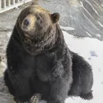 【朗報】ヒグマ駆除したら猟銃没収されたハンターさん、最高裁で逆転勝訴ｗｗｗｗｗｗｗｗｗｗ