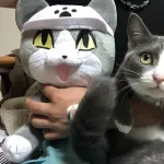 現場猫さん、プライズになる