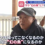 【悲報】サケ、漁獲量が1/10に激減で高級魚になる「1匹も取れない」