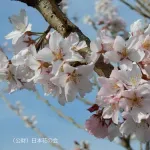 【衝撃】花見中に女性の腕に噛みついて逮捕された爺さん（89）、連行中に死亡してしまう・・・・・・・・・