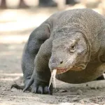 【画像】パンダを失った日本さん、代わりに「コモドドラゴン」を迎え入れてしまうｗｗｗｗｗｗｗｗｗｗ