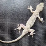 【悲報】イモリとヤモリの違い、ガチで誰にも分からないｗｗｗｗｗｗｗｗｗｗ