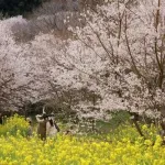 【衝撃】40代女性に噛みついた89歳男性、そのまま即死・・・・・・・・・