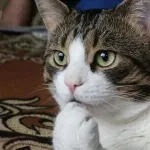 【画像・ＧＩＦ】ロシアのネッコさん、こたつで丸くならない