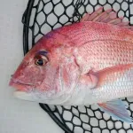 お前らが釣ったなかで、一番大物の魚ってなに？