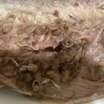 【悲報】サバ缶、ガチでほぼ100%寄生虫が入ってるらしいｗｗｗｗｗｗｗｗｗｗ